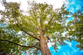 How Our Tree Care Process Works  in  Shackle Island, TN