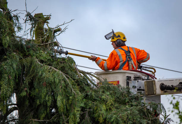 Reliable Shackle Island, TN Tree Services Solutions